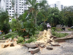 arvore cortada 1